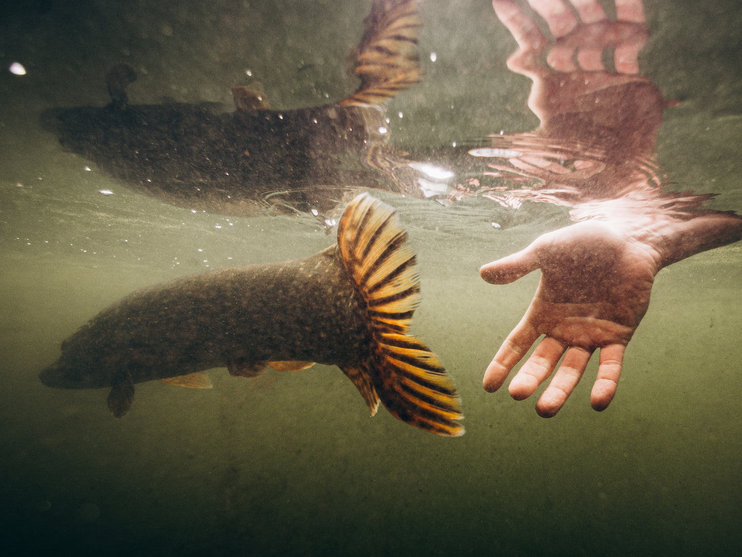 RELEASE